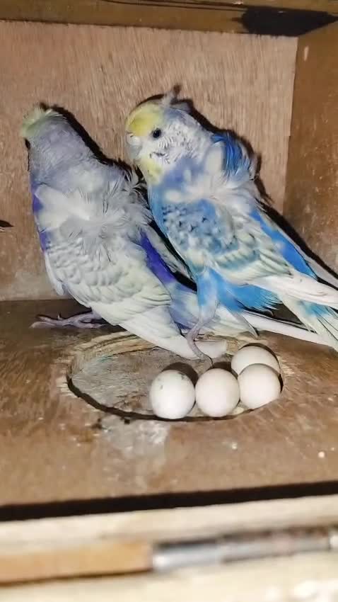 Chotiyal Pigeon, farm video