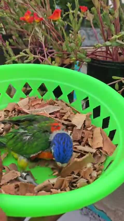 Chattering Lorikeet, farm video