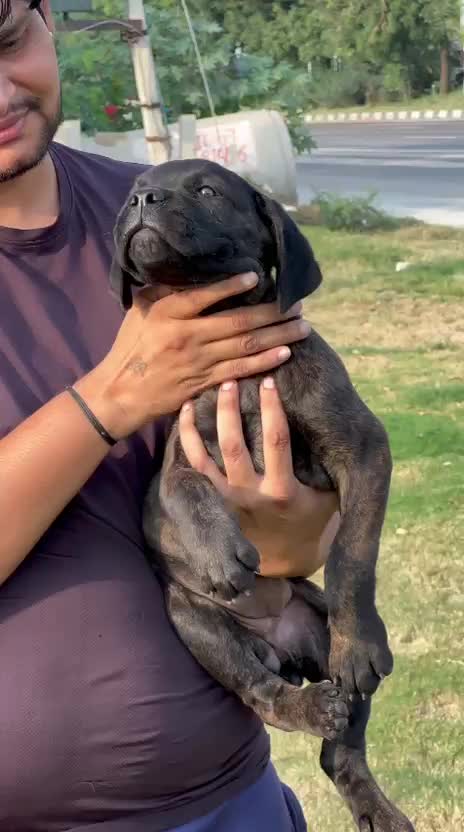 Cane Corso Puppy, farm video