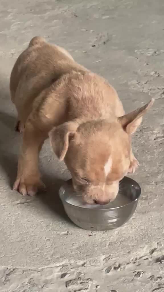 American Bully Pocket Size Puppy, farm video