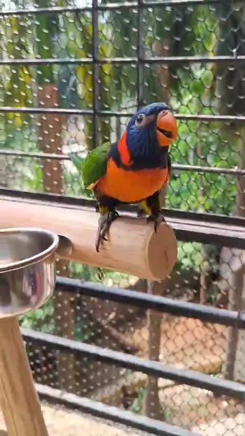 Chattering Lorikeet, farm video