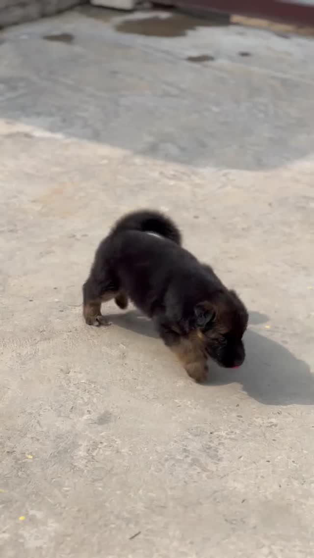 German Shepherd Puppy, farm video