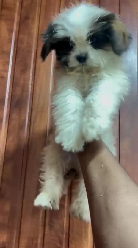 Shih Tzu | Black Color, farm video