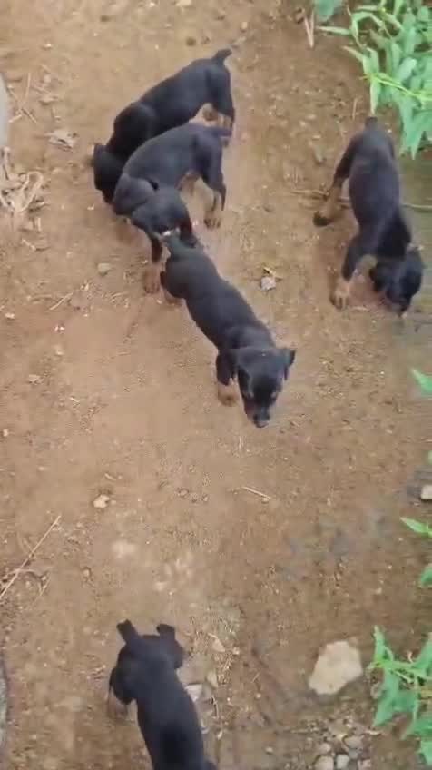 Dachshund Puppy, farm video