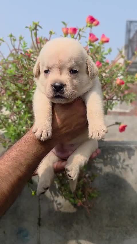 Beagle Black & Tan Puppy, farm video