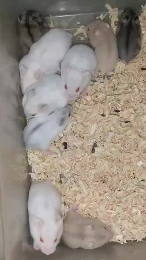 Dwarf Hamster Babies | Adults, farm video