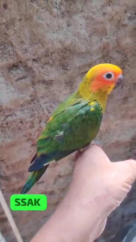 Hyper Red Sun Conure, farm video