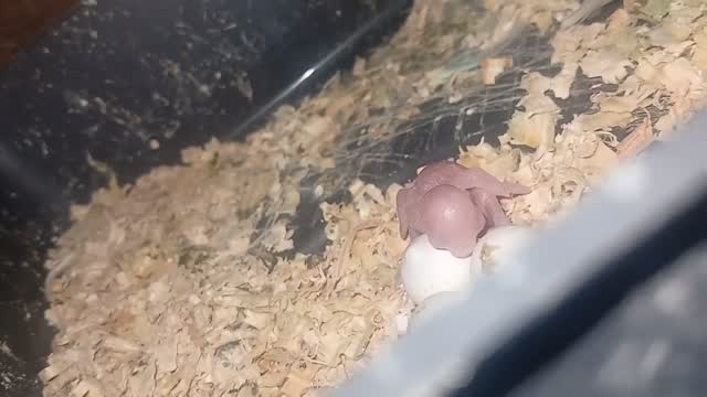 Chotiyal Pigeon, farm video