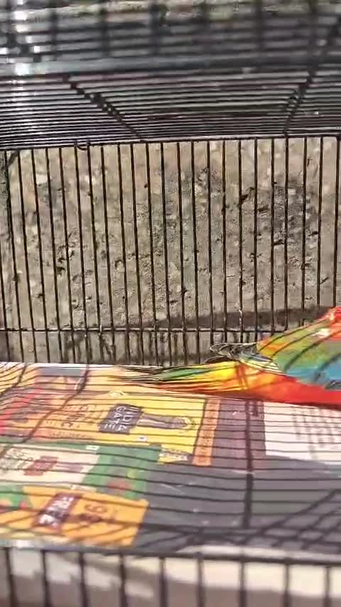 Dachshund Puppy, farm video