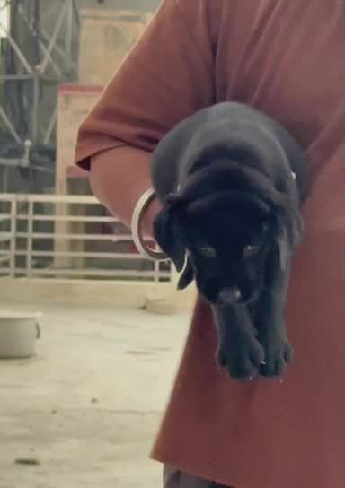 Beagle Black & Tan Puppy, farm video