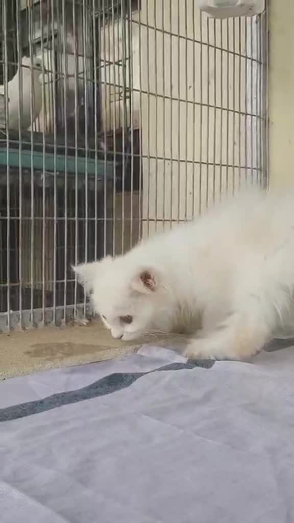 Persian, farm video