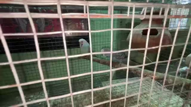Holland Budgies, farm video