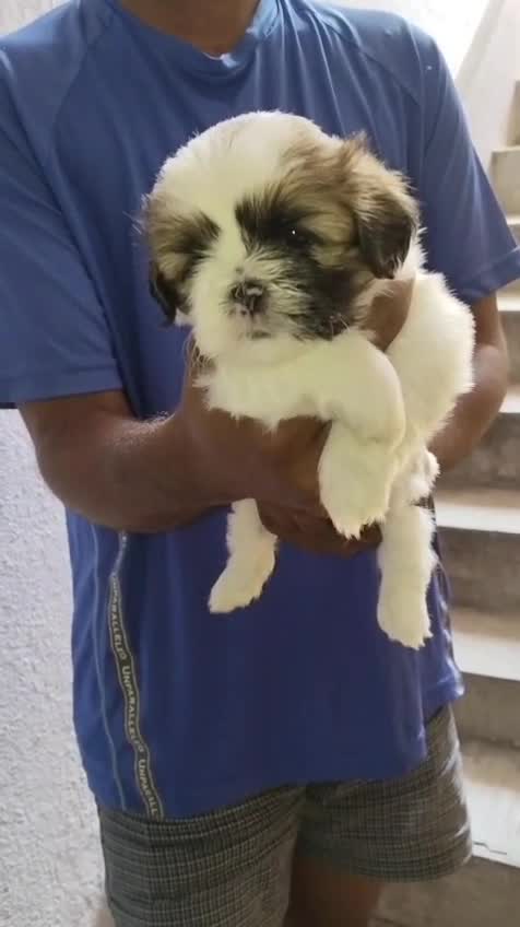 Shih Tzu | Black Color, farm video