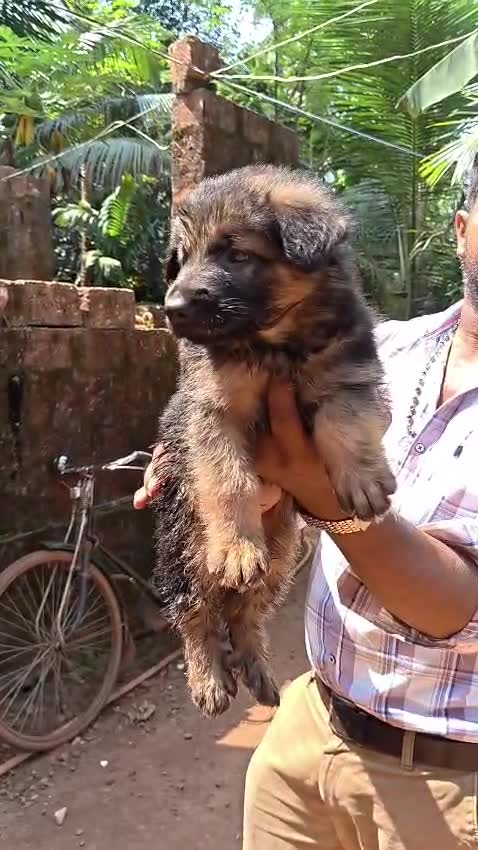 German Shepherd Puppy, farm video