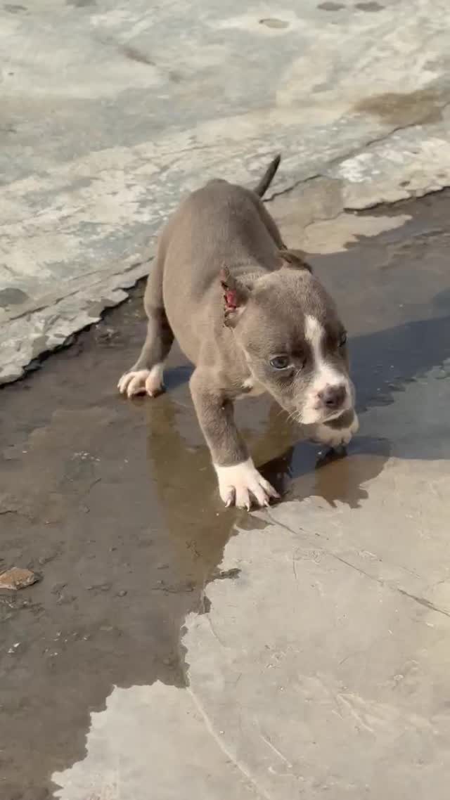American Bully Pocket Size Puppy, farm video