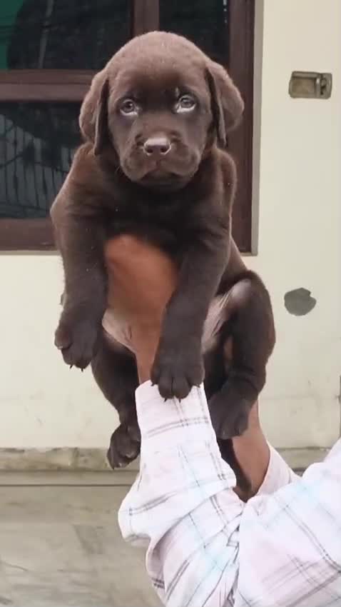 Beagle Black & Tan Puppy, farm video