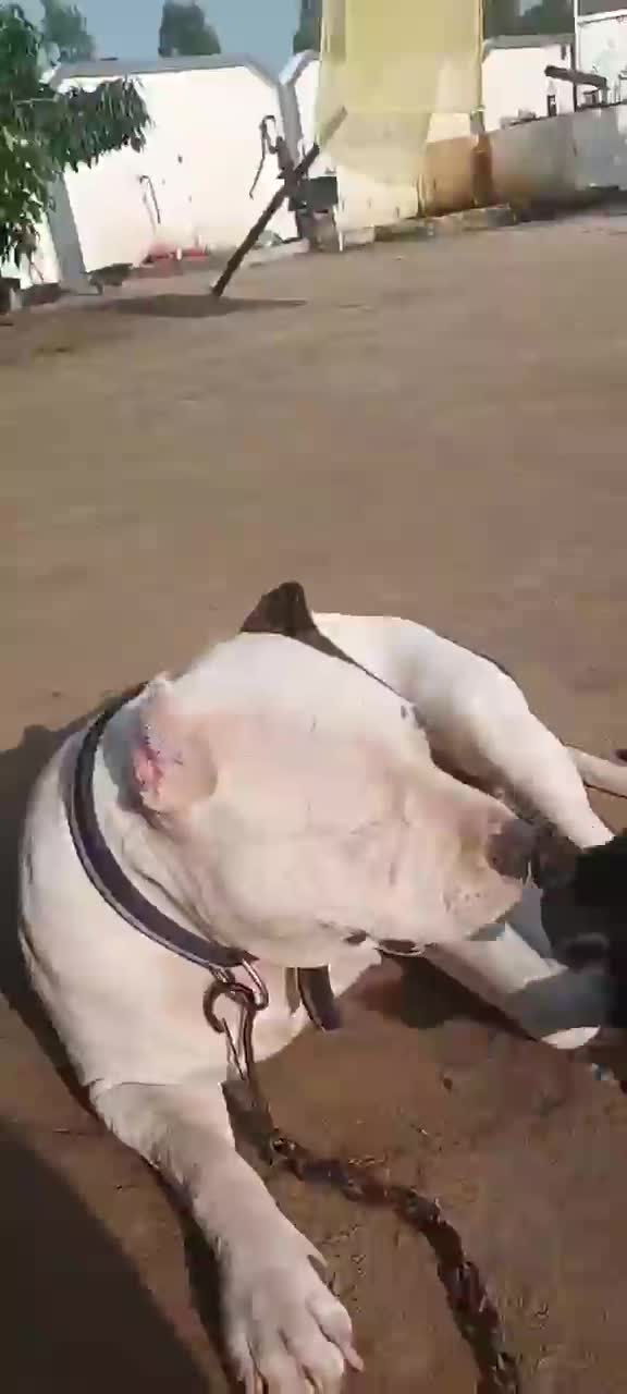 American Bully Pocket Size Puppy, farm video