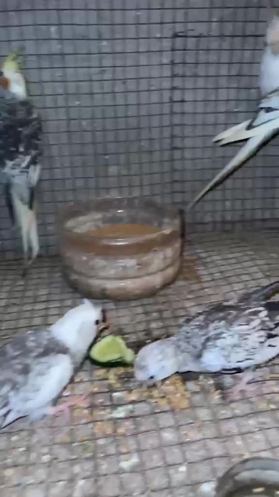 Cockatiel, farm video