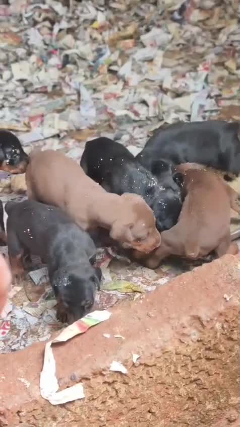 European Doberman Puppy, farm video