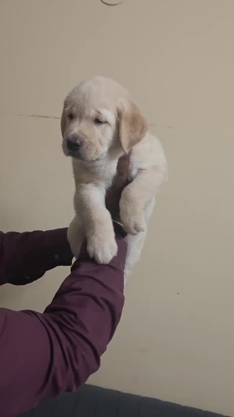 Dachshund Puppy, farm video