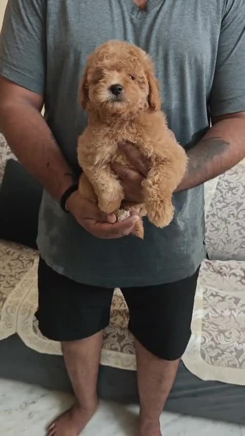 Standard Poodle Puppy, farm video