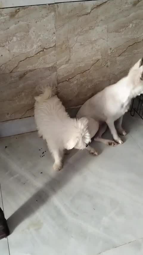 Pomeranian Puppy, farm video