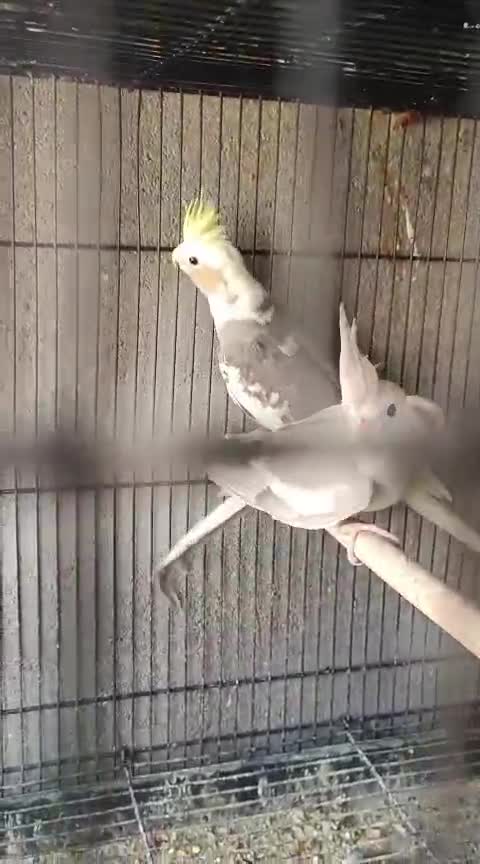 Cockatiel, farm video
