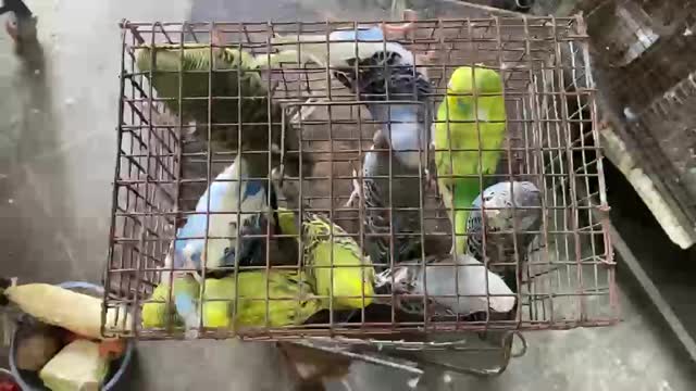 Budgies | Fallow, farm video