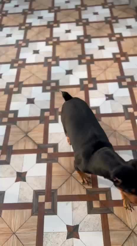 Miniature Pinscher Puppy, farm video