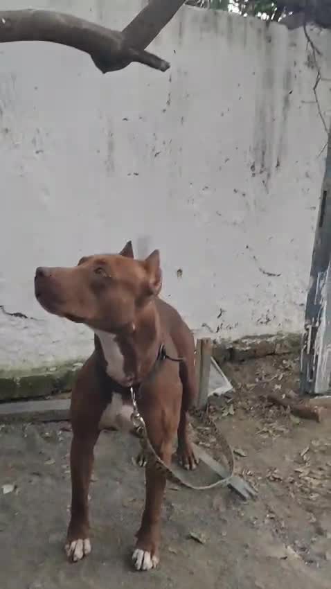 Pitbull Terrier Puppy, farm video