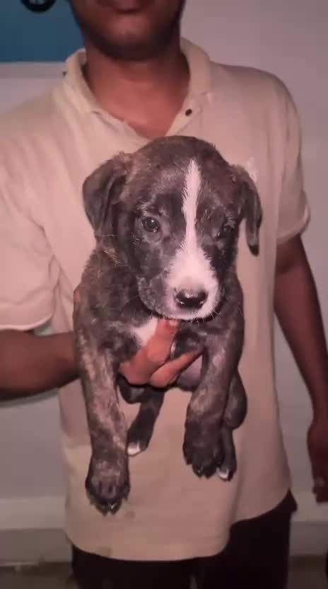 Pitbull Terrier Puppy, farm video