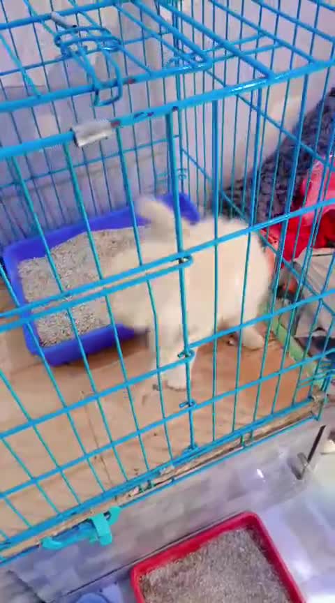 Persian, farm video