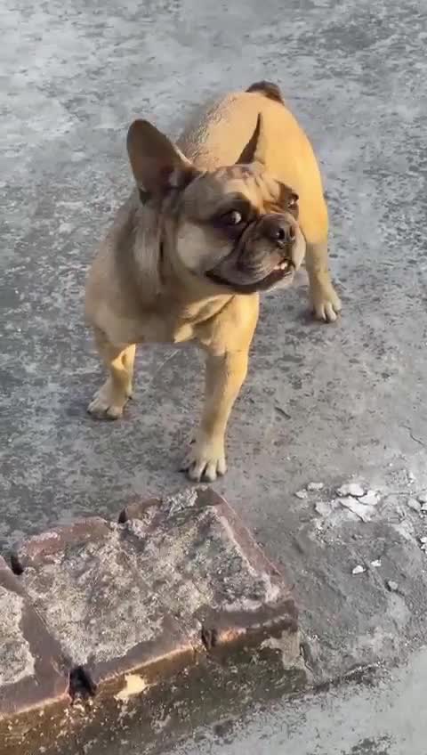 French Bulldog at an affiliated farm in Ambala, Haryana