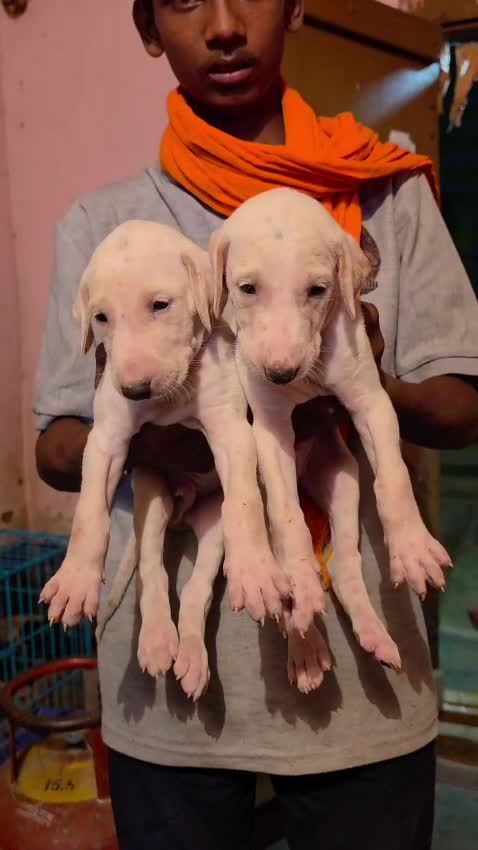Mudhol Hound Puppy, farm video