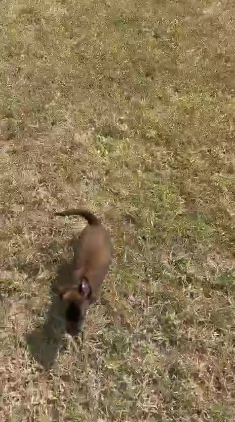 Belgian Malinois Puppy, farm video
