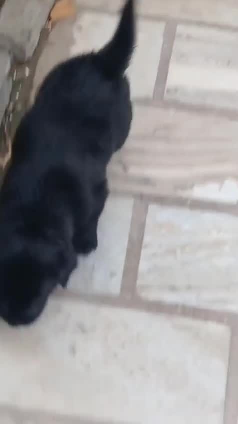 Beagle Black & Tan Puppy, farm video