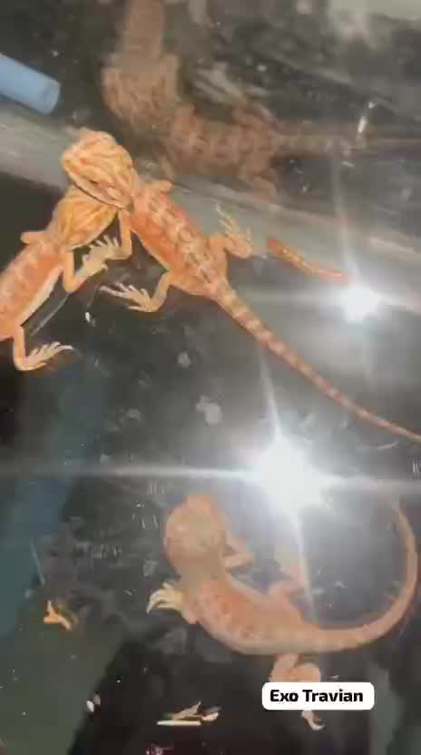 Bearded Dragon, farm video