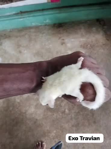 Sugar Glider | Grey, farm video