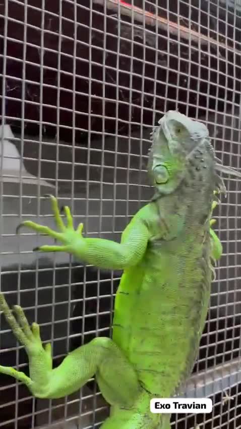 Iguana, farm video