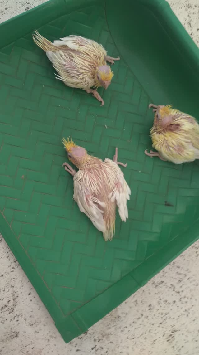 Cockatiel, farm video