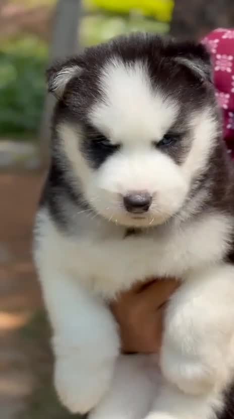 Siberian Husky Puppy | Black & White Color, farm video