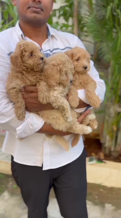 Maltipoo Puppy, farm video