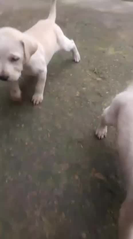 American Bully Pocket Size Puppy, farm video