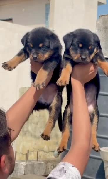 Rottweiler Puppy, farm video