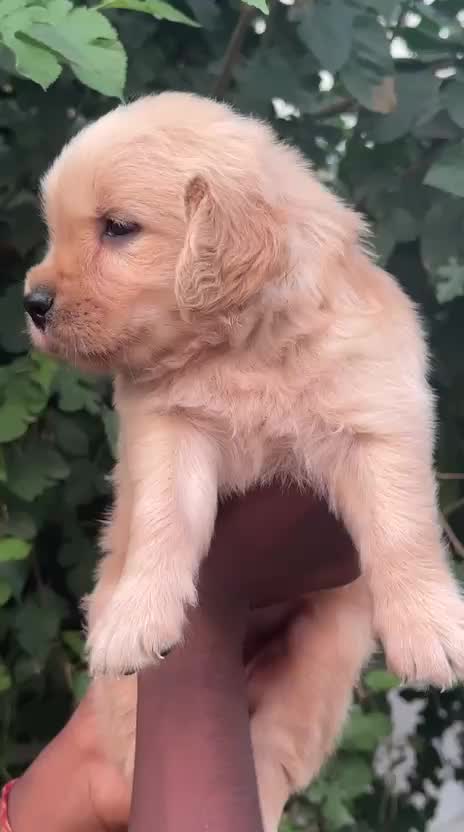 Golden Retriever, farm video