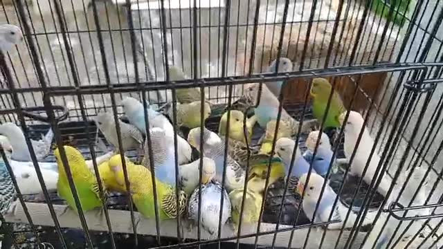 African Love Birds, farm video