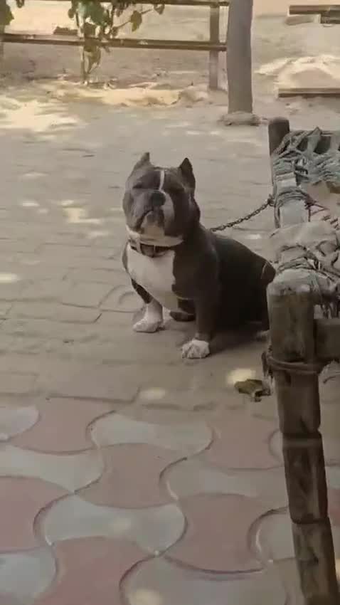 American Bully Pocket Size Puppy, farm video