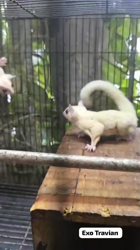 Sugar Glider | Grey, farm video