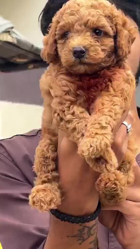 Toy Poodle Puppy, farm video