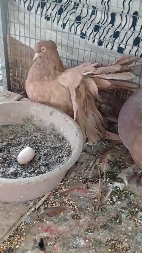 Chotiyal Pigeon, farm video